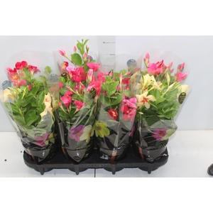 MANDEVILLA P14 PREMIUM