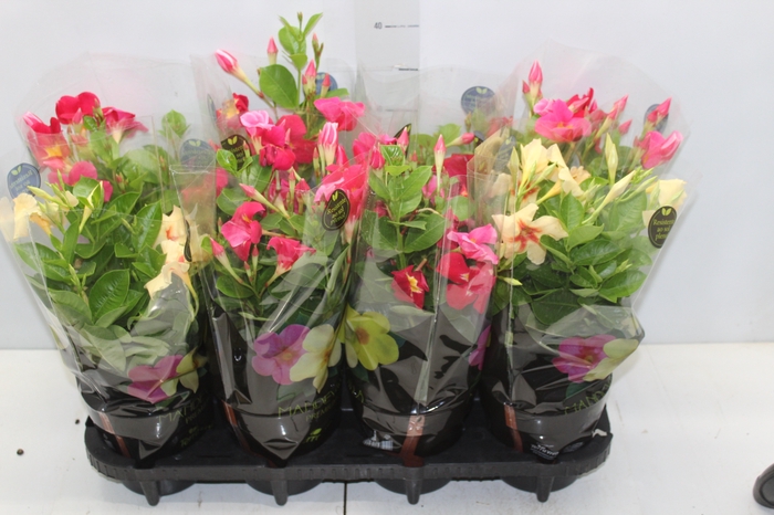 MANDEVILLA P14 PREMIUM