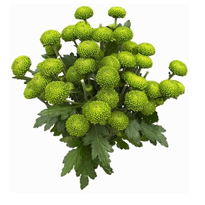 deligreen op water