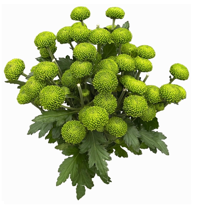 <h4>deligreen op water</h4>