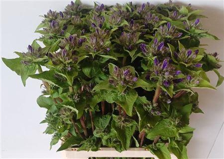 <h4>Campanula Glom Superbabe</h4>