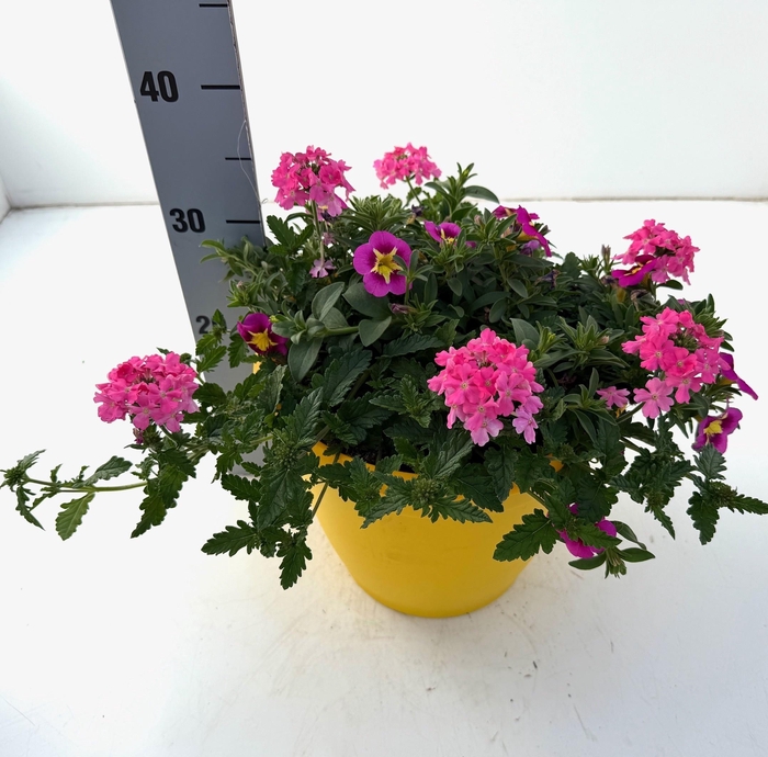 <h4>OVERIGE PERKPL</h4>