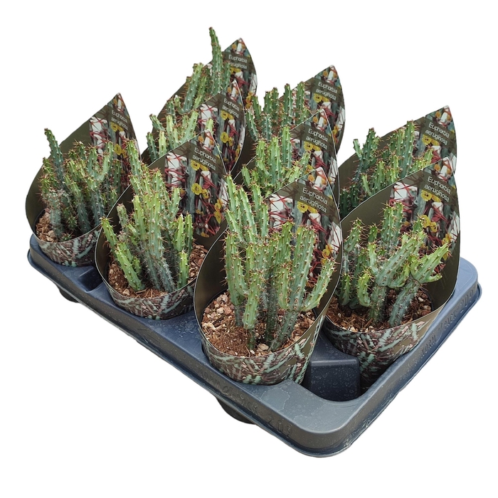 <h4>EUPHORBIA AERUGINOSA</h4>