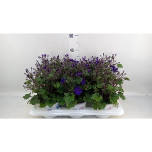 Pericallis cr. 'Senetti Blue Deep'