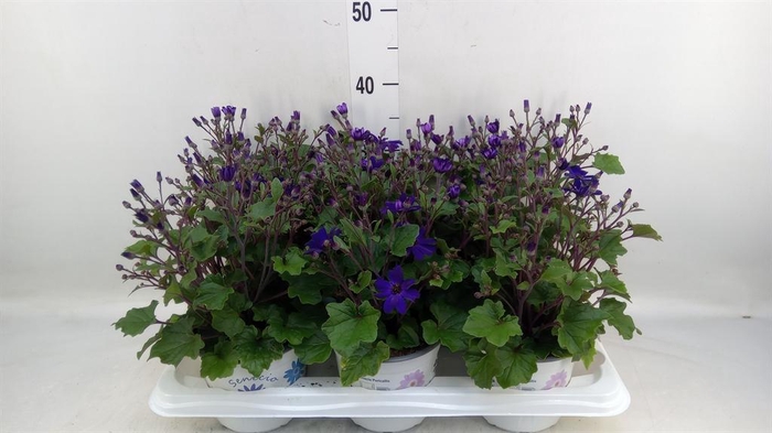 <h4>Pericallis cr. 'Senetti Blue Deep'</h4>
