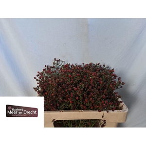 ROSA MAG RED CASCADE