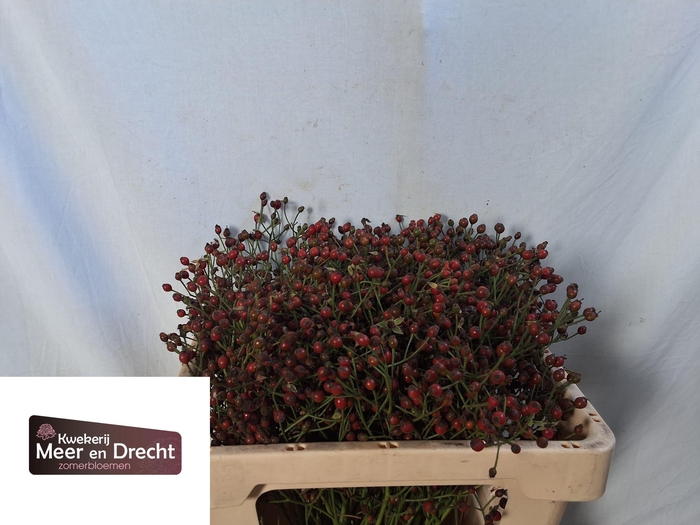 <h4>ROSA MAG RED CASCADE</h4>
