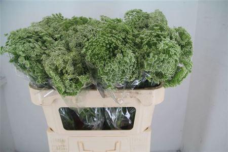 <h4>Ammi Vis Casablanca</h4>