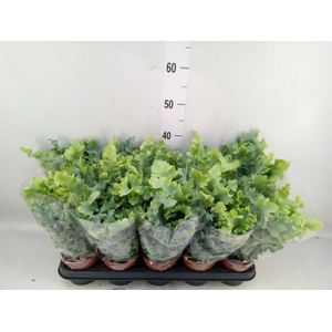 Phlebodium aureum 'Davana'