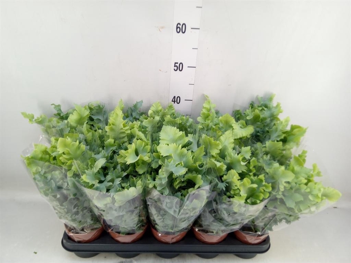 <h4>Phlebodium aureum 'Davana'</h4>