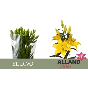 LI LA EL DIVO