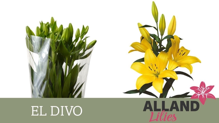 <h4>LI LA EL DIVO</h4>