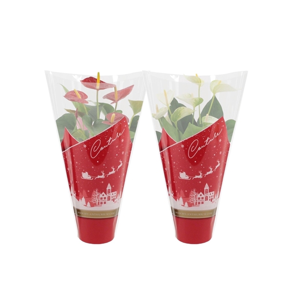 <h4>Anthurium red&white mix in Couture Christmas sleeve</h4>