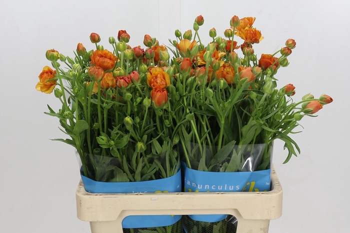 Ranunculus Butterfly Phosphorus