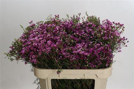 <h4>Chame Un Jupiter</h4>