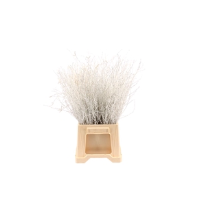 Berk ( Birch ) White