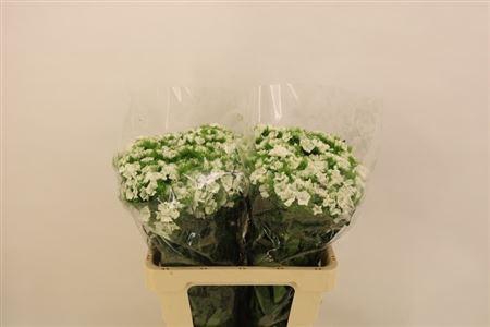 <h4>Di Barb Duke Bre</h4>