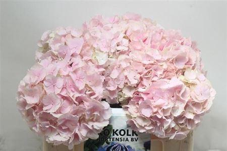 <h4>Hydr M Ch Verena</h4>