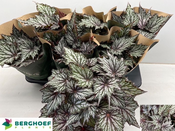 <h4>BEG BLAD OV</h4>