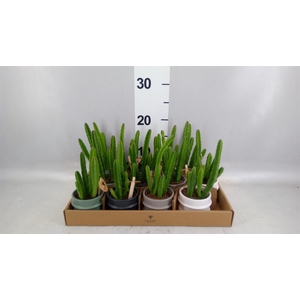 Stapelia leendertziae