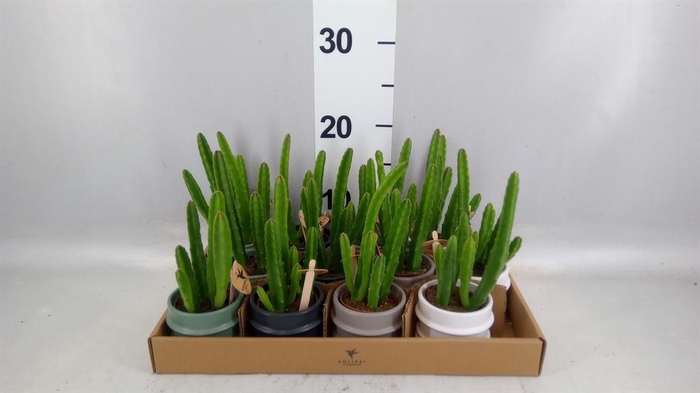 <h4>Stapelia leendertziae</h4>