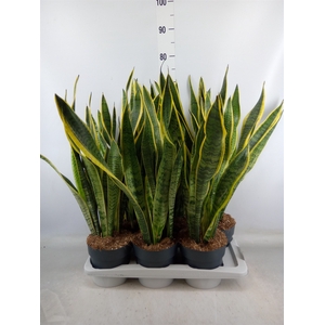 Sansevieria trifa. 'Laurentii'