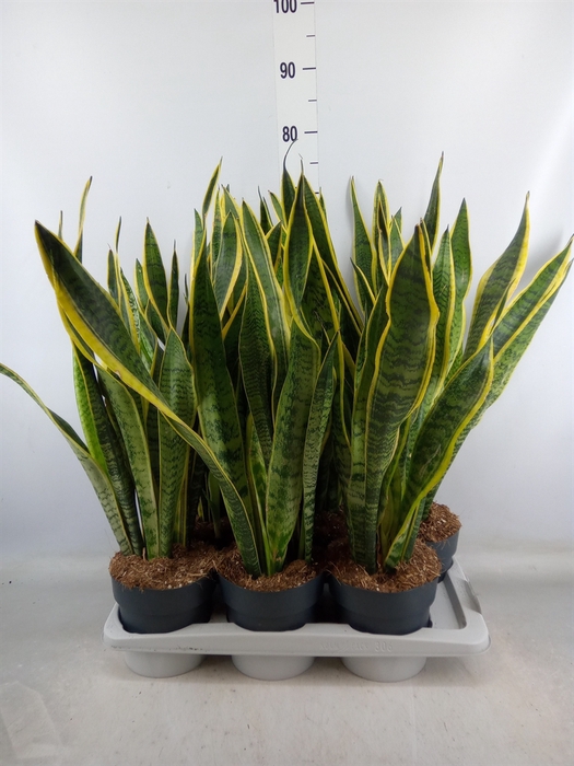 <h4>Sansevieria trifa. 'Laurentii'</h4>