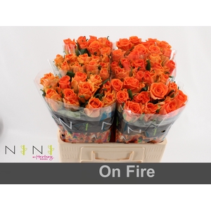 Rosa large on fire