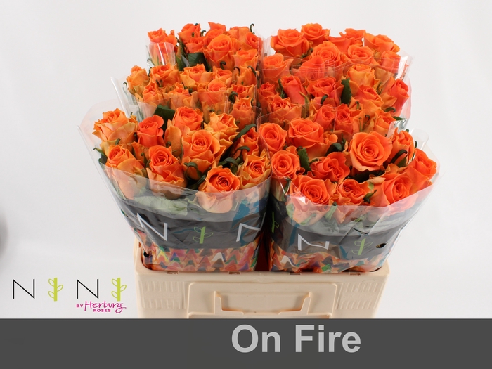 <h4>Rosa large on fire</h4>