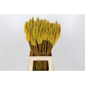 Kniphofia Eycone Yellow
