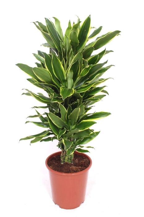 Dracaena Golden Coast