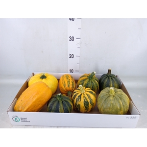 Cucurbita pepo 'Kamo-Kamo'