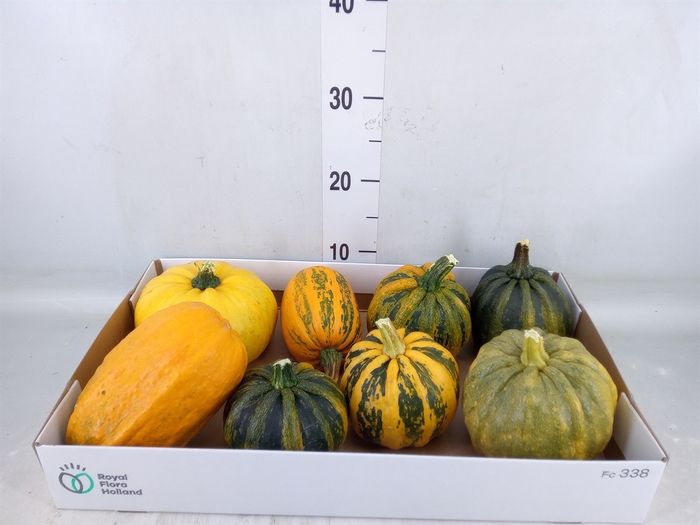 <h4>Cucurbita pepo 'Kamo-Kamo'</h4>