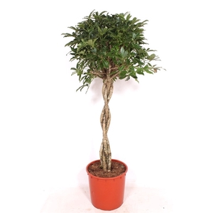 Schefflera arboricola 'Compacta'