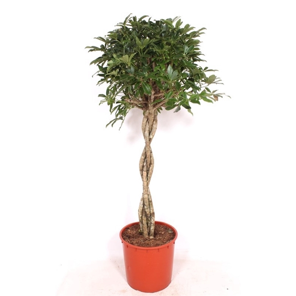 <h4>Schefflera arboricola 'Compacta'</h4>