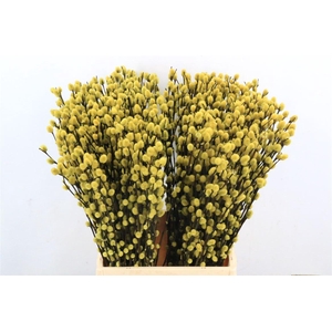 Salix Wilgenkatjes Yellow 50cm P Stem