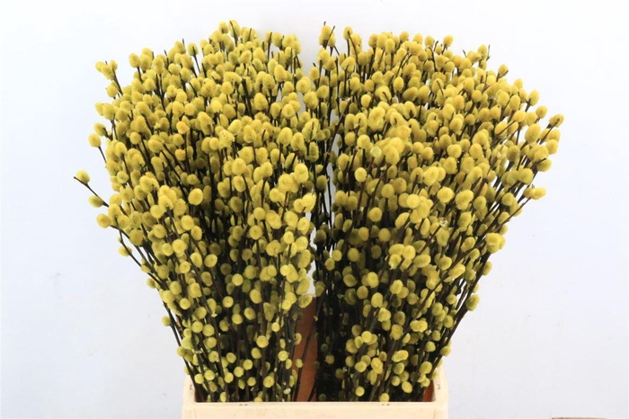 <h4>Salix Wilgenkatjes Yellow 50cm P Stem</h4>