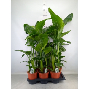 Strelitzia nicolai