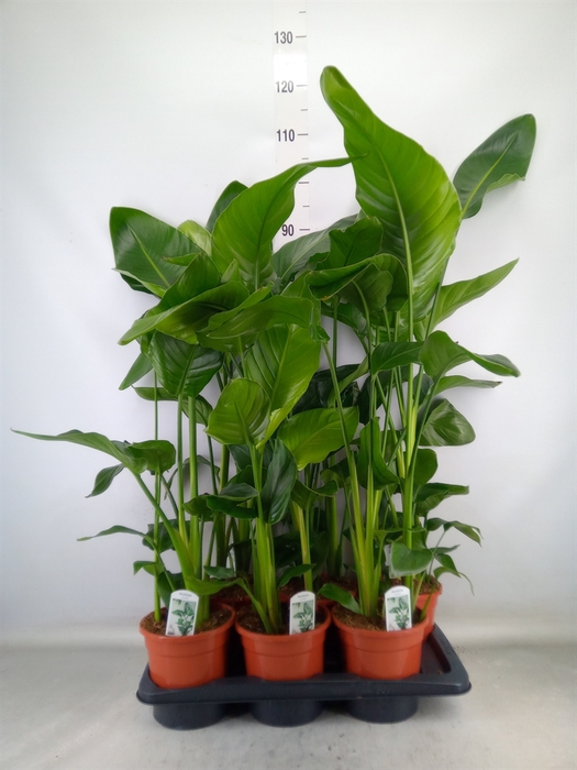<h4>Strelitzia nicolai</h4>