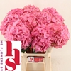 Hydrangea royal palace