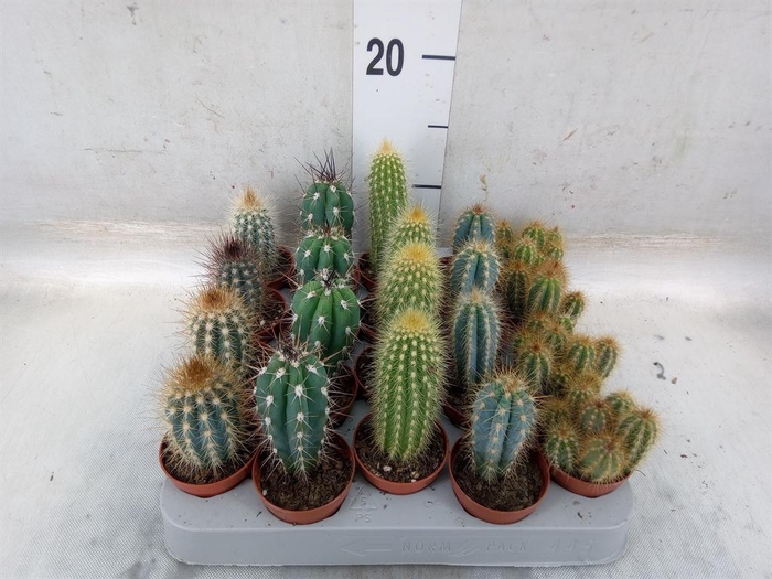 <h4>Cereus   ...</h4>