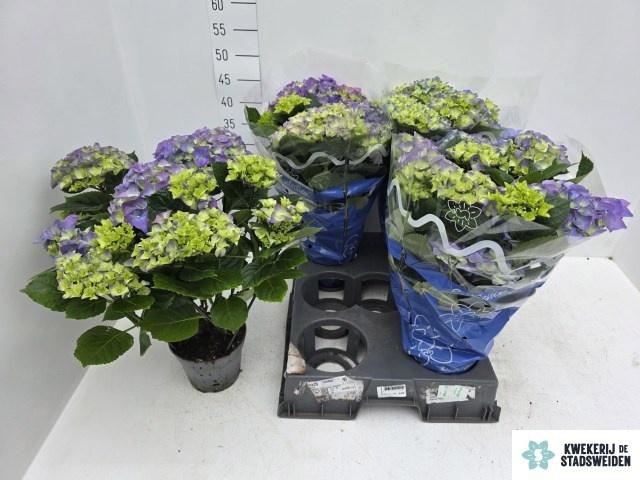 <h4>HYDR M EARLY BLUE</h4>