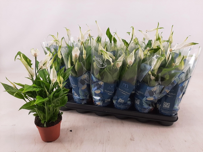 <h4>SPATH CHOPIN</h4>