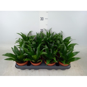 Dracaena frag. 'Compacta'