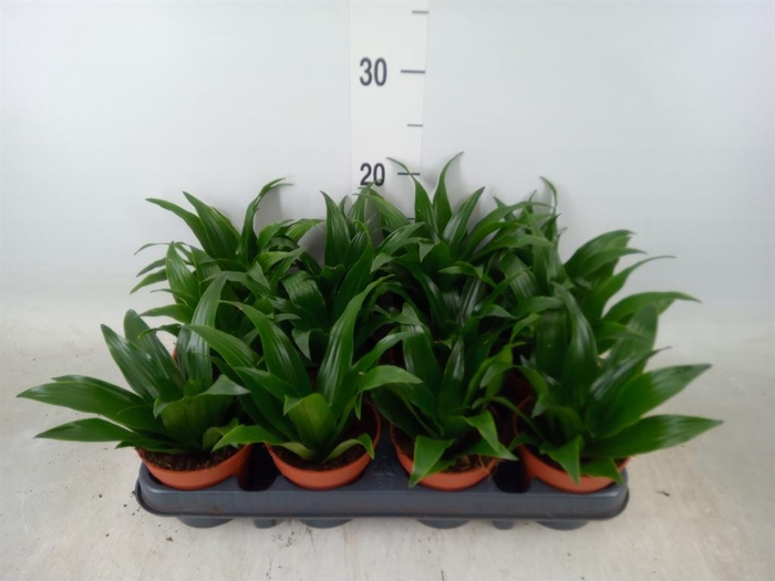 <h4>Dracaena frag. 'Compacta'</h4>