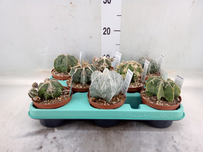 <h4>Astrophytum myriostigma</h4>