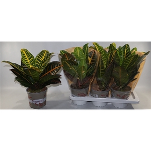 Croton Petra 17cm in Vensterhoes