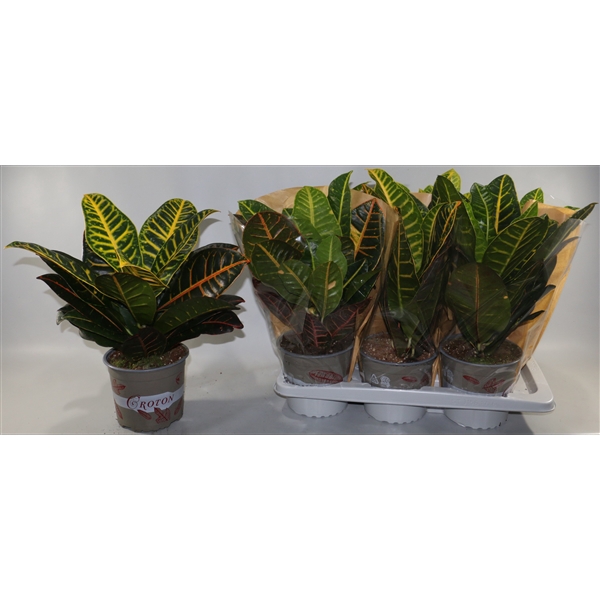 <h4>Croton Petra 17cm in Vensterhoes"Sunshiners®"</h4>