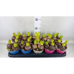 Hyacinthus orie.   ...mix 3