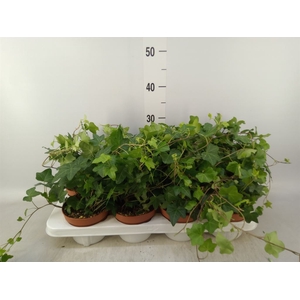 Hedera   ...green leafed